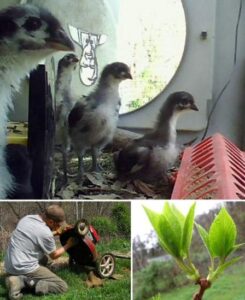 New Chicken Webcam Goes Live Image